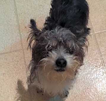 Photo of SPARKY