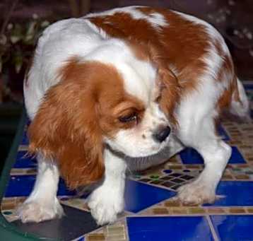 Photo of charlie