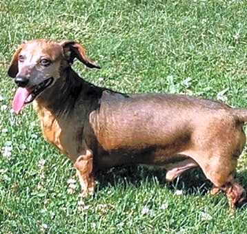 Photo of Rusty