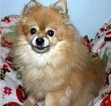 Photo of Foxy