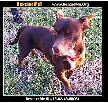 Photo of Scooby