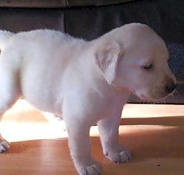 Photo of Labrador babies