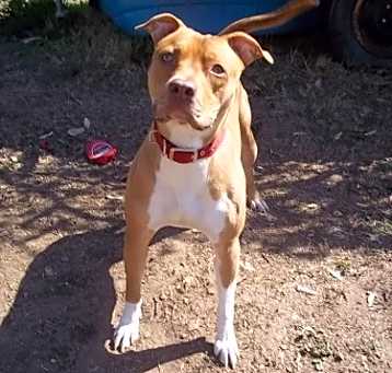 Photo of Nacho