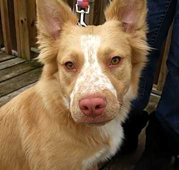 Photo of Freckles