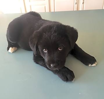 Photo of Bailey