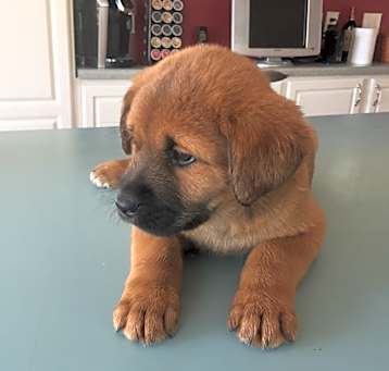 Photo of Bear