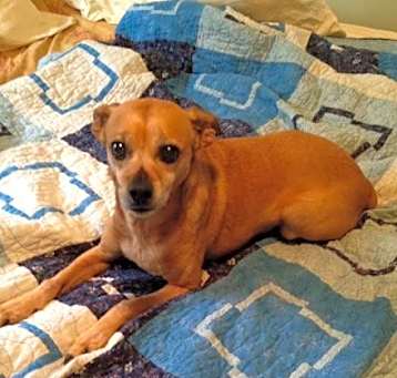 Photo of Bailey