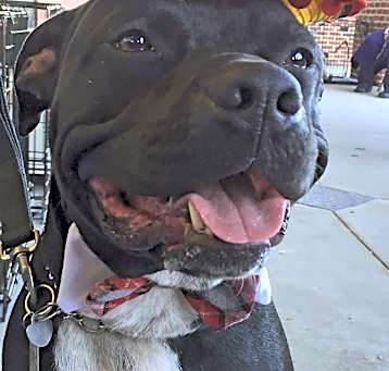 Photo of BUGSY