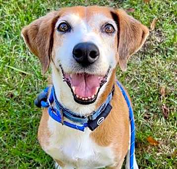 Photo of Pongo Beaufort