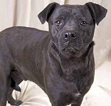 Photo of Jango Boxer Lab