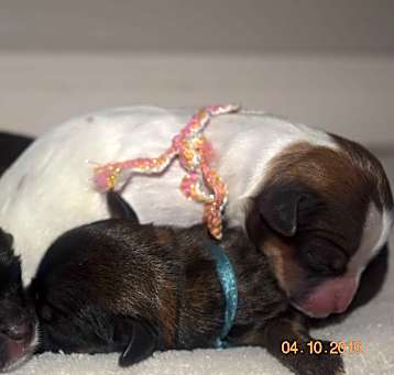 Photo of Puppies