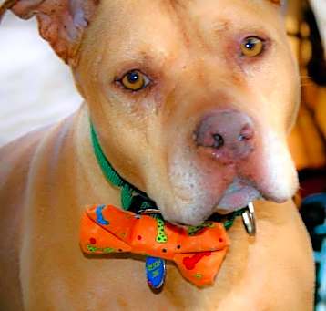 Photo of Bugsy