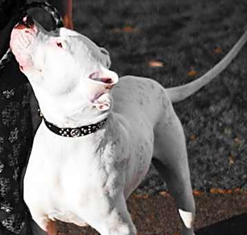Photo of Lio