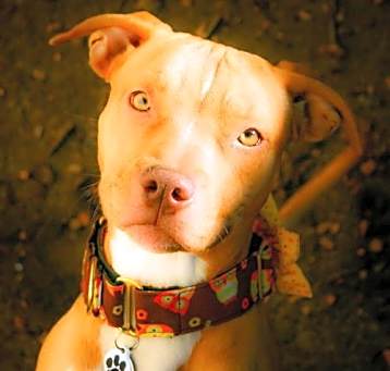 Photo of Honey
