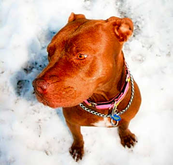 Photo of Sugar