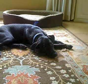 Photo of Koda