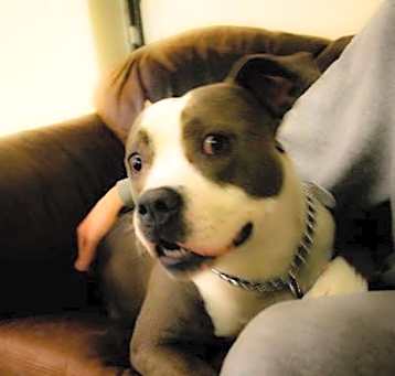 Photo of Stella