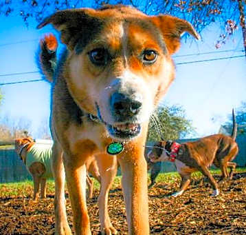 Photo of Bailey