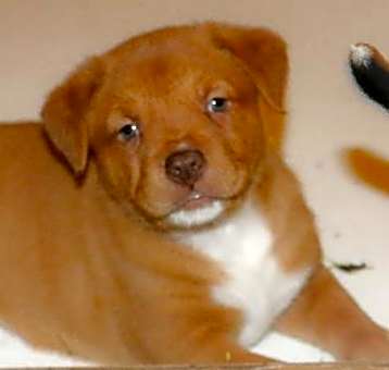 Photo of Attie