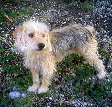 Photo of Copper Fritz