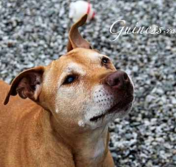 Photo of Guiness