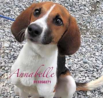 Photo of Annabelle