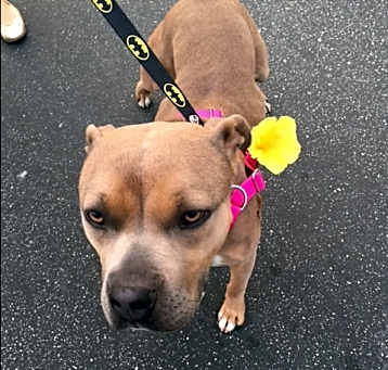 Photo of Penelope (Penny)
