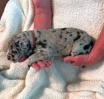 Photo of Adopt any great Dane puppy