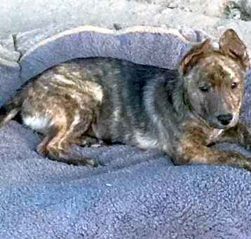 Photo of Oliver