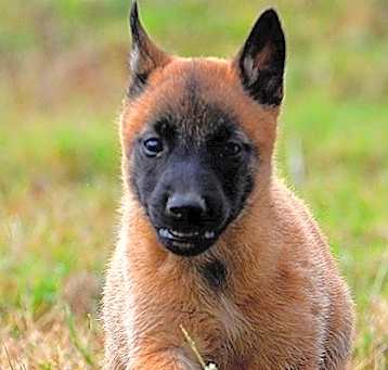 Photo of Belgian Malinois