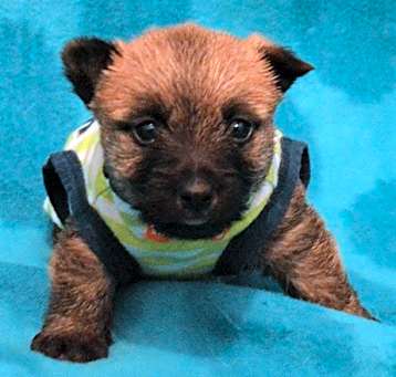 Photo of Cairn Terrier