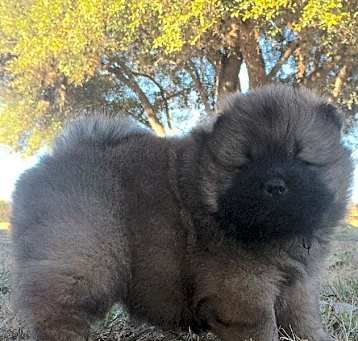 Photo of Chow Chow