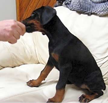 Photo of Doberman Pinscher