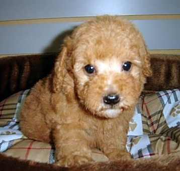 Photo of Miniature Poodle