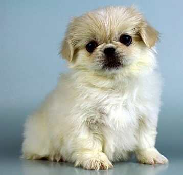 Photo of Pekingese