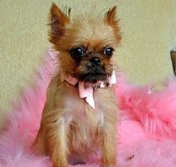 Photo of Brussels Griffon pups
