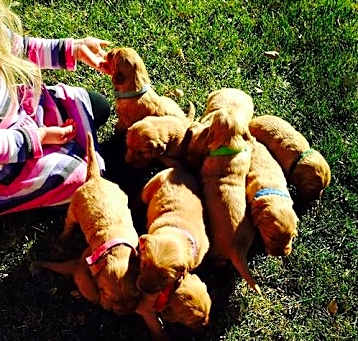 Photo of Golden Retriever pups