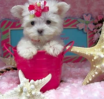 Photo of Maltese pups