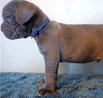 Photo of Neapolitan Mastiff pups