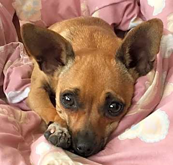 Photo of Coco