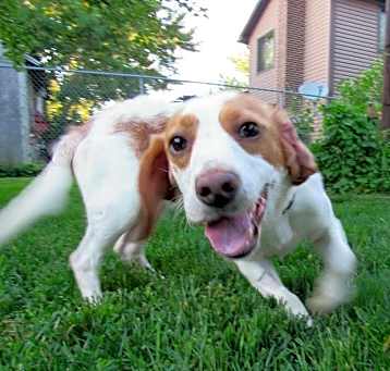 Photo of Beau