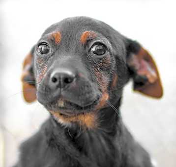Photo of Elvira