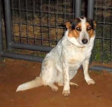 Photo of Sassafrass