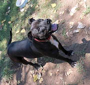 Photo of Zinnie