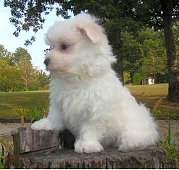 Photo of Affenpinscher