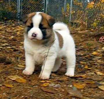 Photo of Akita