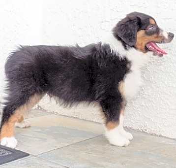 Photo of Australian Shepherd
