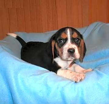 Photo of Beagle