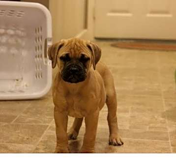 Photo of Bullmastiff