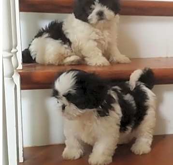 Photo of Shih Tzu